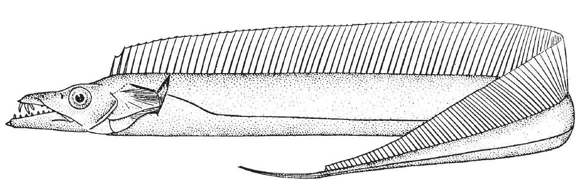 atlantic_cutlassfish1.jpg