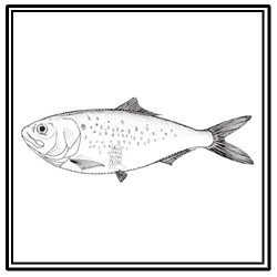 Atlantic menhaden