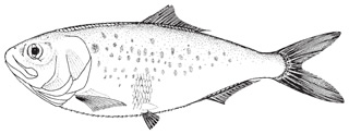 menhaden1.jpg