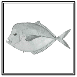 Atlantic moonfish