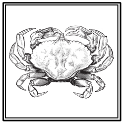Atlantic rock crab