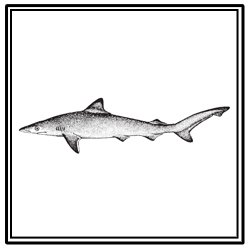 Atlantic sharpnose shark