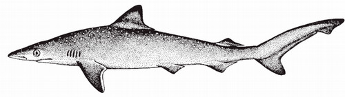 atlantic_sharpnose_shark1.jpg