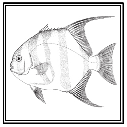 Atlantic spadefish