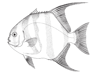 spadefish.jpg