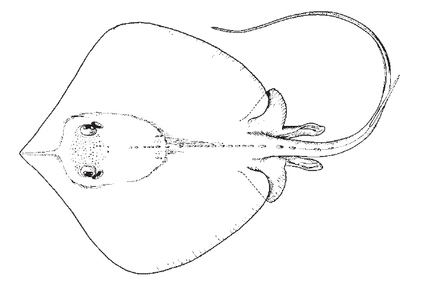 atlantic_stingray1.jpg