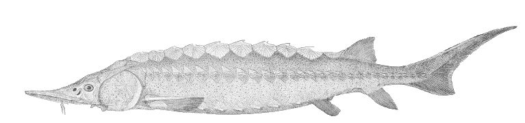 atlantic_sturgeon1.jpg