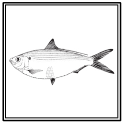 Atlantic thread herring