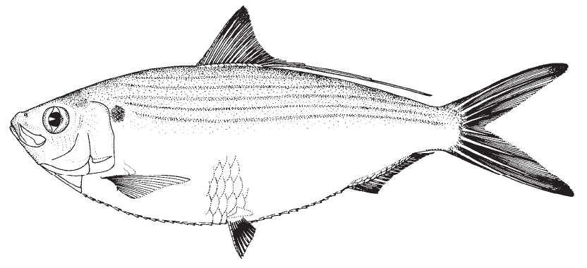 atlantic_thread_herring1.jpg