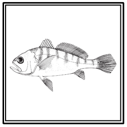 Banded drum