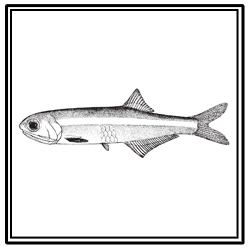 bay anchovy