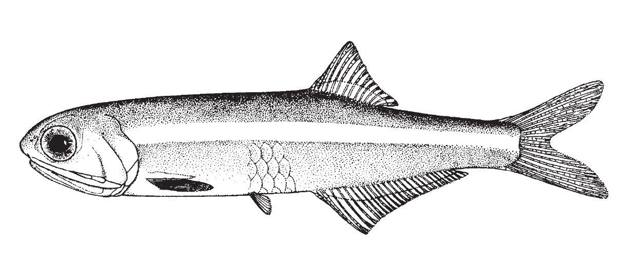 bay_anchovy1.jpg