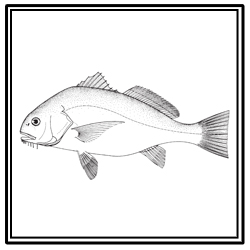 Black drum