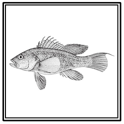 Black seabass