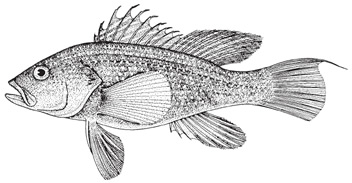black-seabass1.jpg