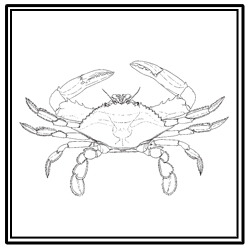 blue crab