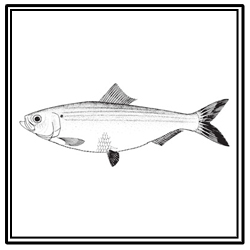 blueback herring