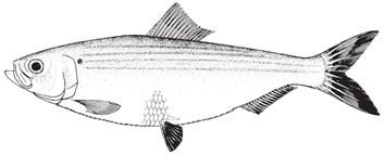 blueback herring