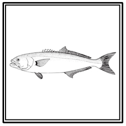 bluefish