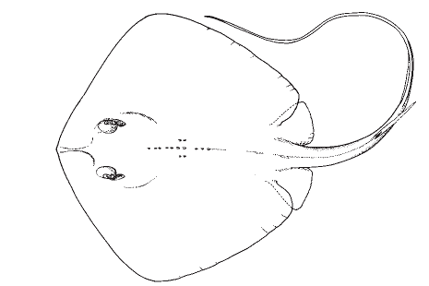 bluntnose_stingray1.jpg