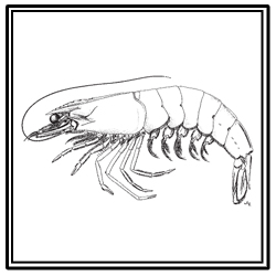 brown shrimp