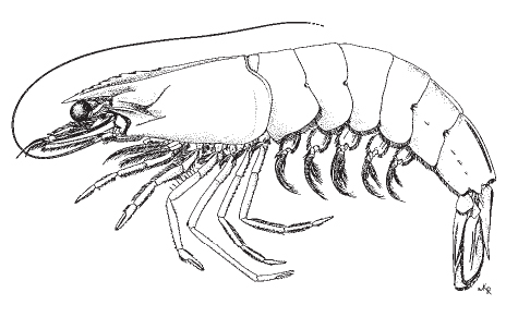 brown_shrimp1.jpg