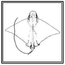 bullnose ray