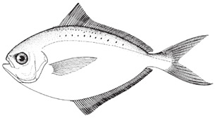 butterfish1.jpg