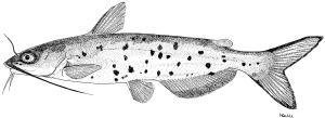 channel-catfish1.jpg