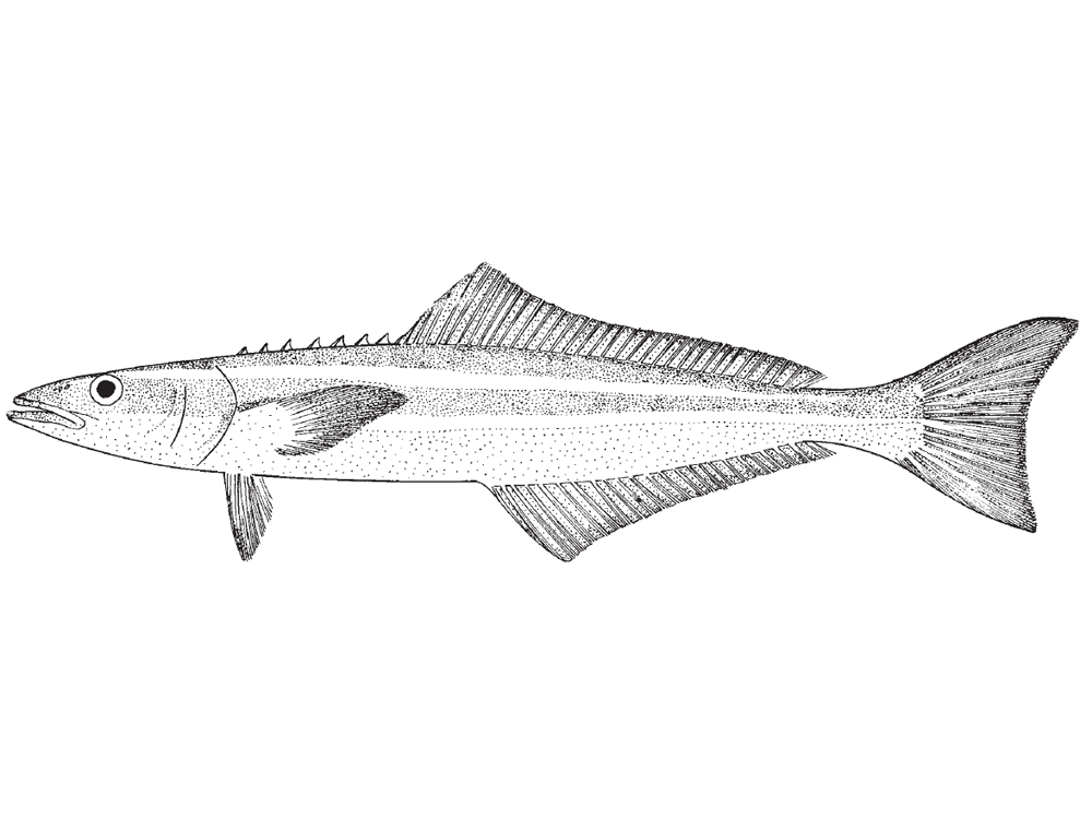 cobia1.jpg
