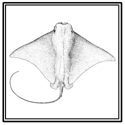 cownose ray