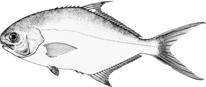 florida_pompano1.jpg