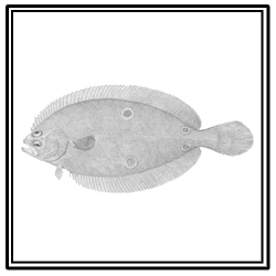 fourspot flounder