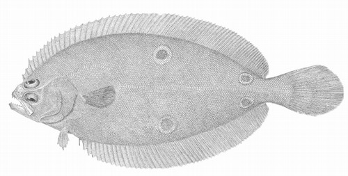 fourspot_flounder1.jpg