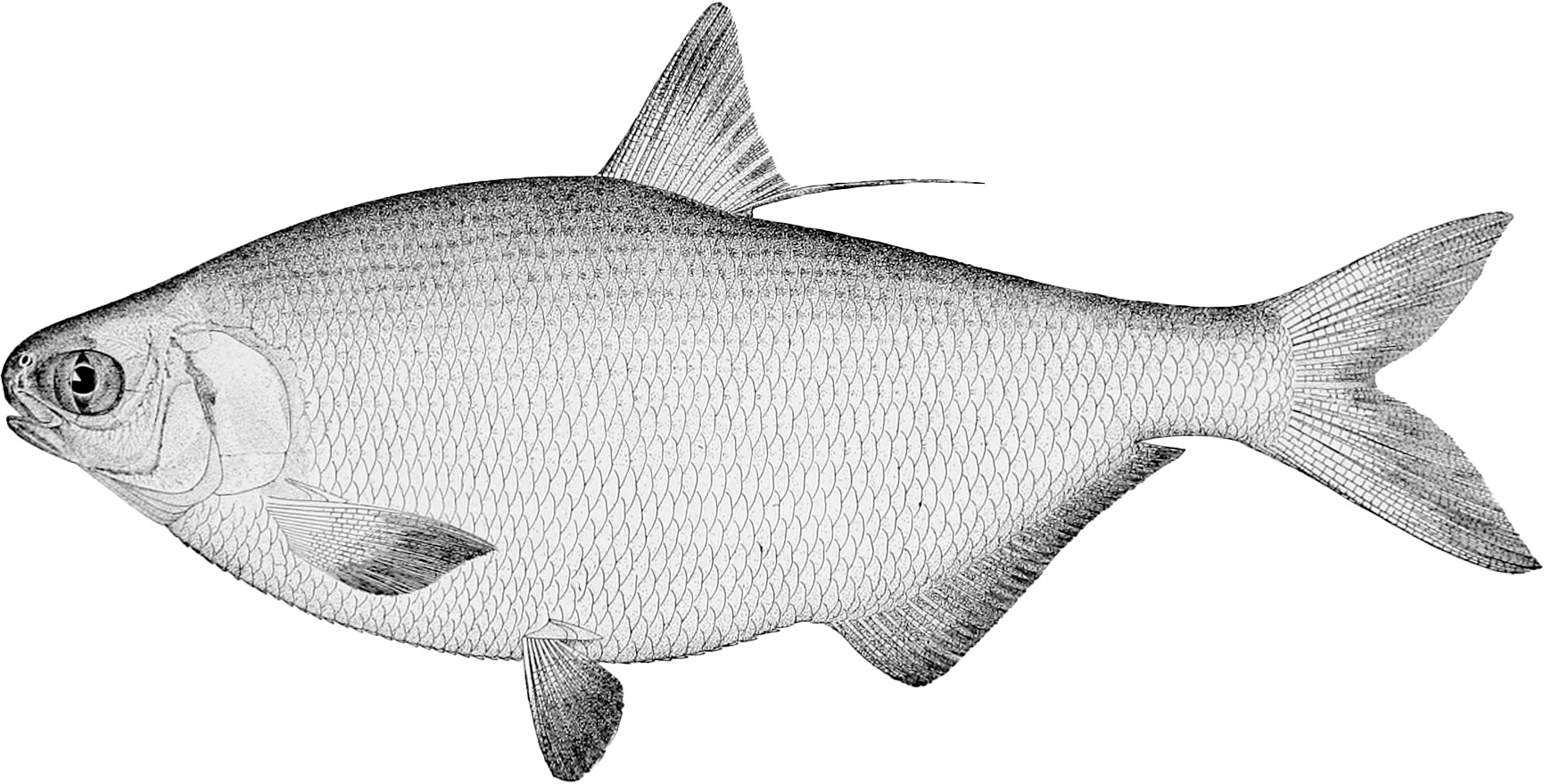gizzard_shad1.jpg