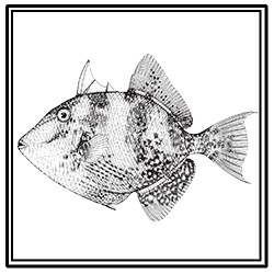 gray triggerfish