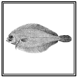 gulf stream flounder