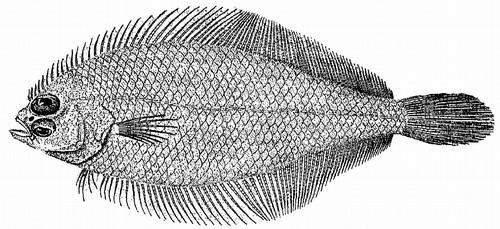 gulf_stream_flounder1.jpg