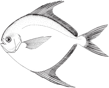 harvestfish1.jpg