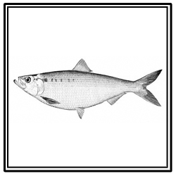 hickory shad