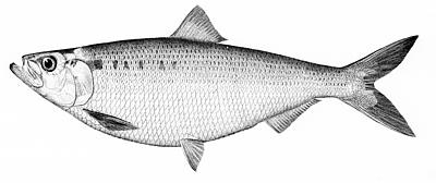hickory-shad1.jpg