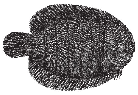 hogchoker1.jpg