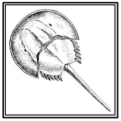horseshoe crab
