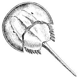 horseshoe_crab1.jpg
