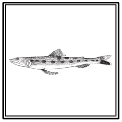 inshore lizardfish
