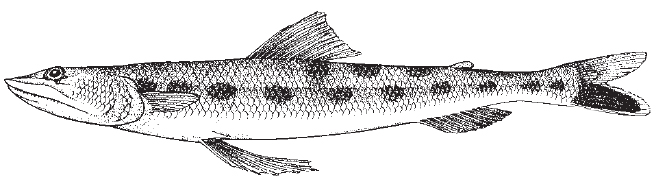 inshore_lizardfish1.jpg