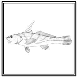 kingfish