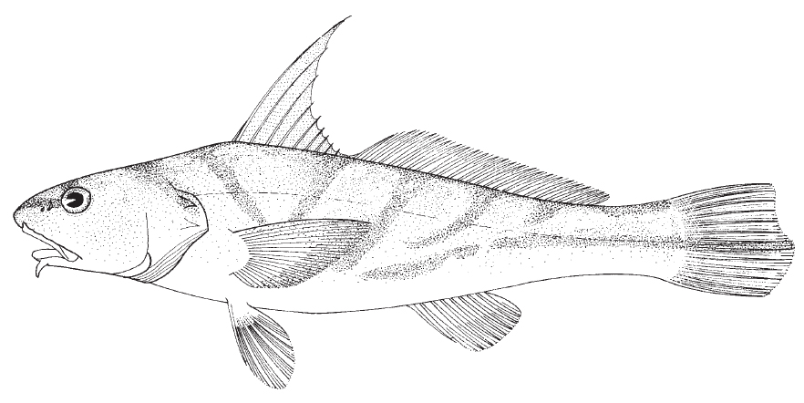 kingfish1.jpg