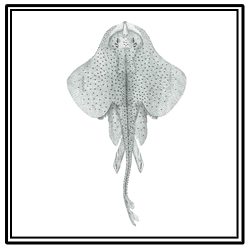 little skate