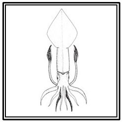 longfin inshore squid